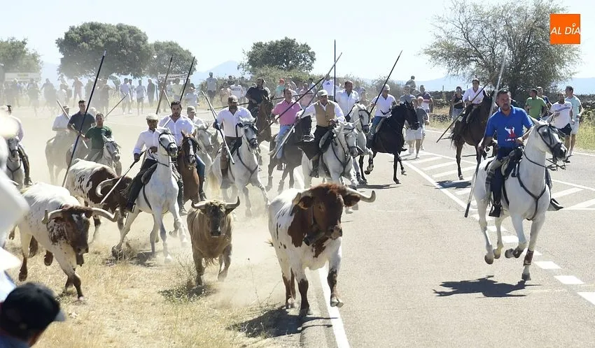 Foto 3 - R&aacute;pido y limpio encierro, con a&uacute;n m&aacute;s p&uacute;blico, en la jornada m&aacute;s taurina de las fiestas