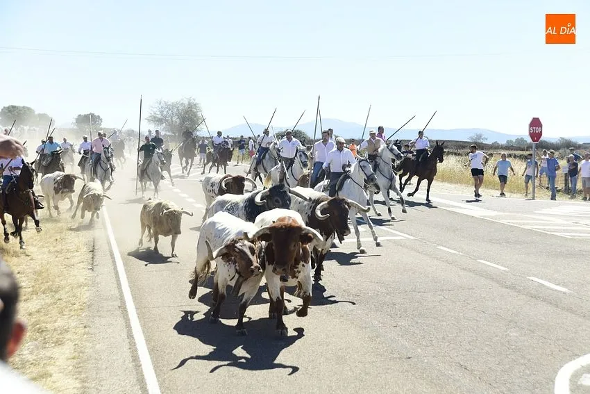 Foto 4 - R&aacute;pido y limpio encierro, con a&uacute;n m&aacute;s p&uacute;blico, en la jornada m&aacute;s taurina de las fiestas