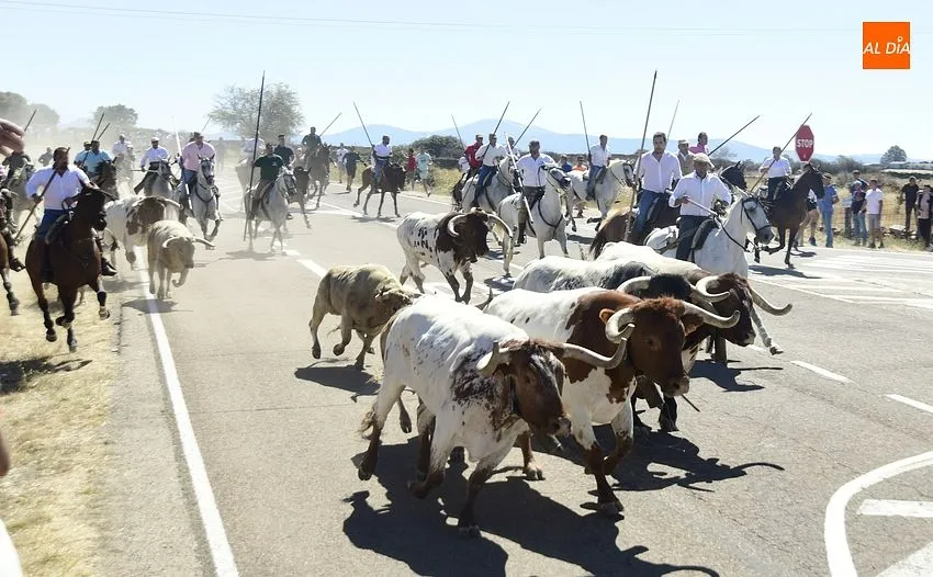 Foto 5 - R&aacute;pido y limpio encierro, con a&uacute;n m&aacute;s p&uacute;blico, en la jornada m&aacute;s taurina de las fiestas