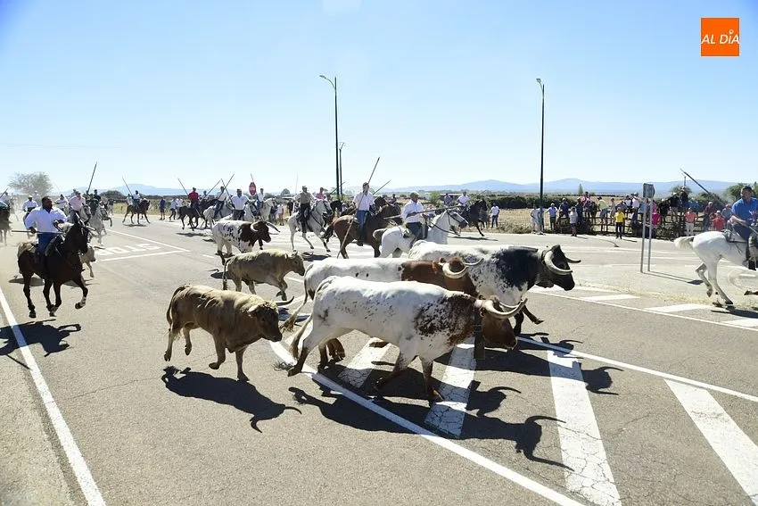 Foto 6 - R&aacute;pido y limpio encierro, con a&uacute;n m&aacute;s p&uacute;blico, en la jornada m&aacute;s taurina de las fiestas