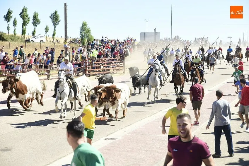Foto 10 - Los encierros de Fuenteguinaldo est&aacute;n de vuelta con una masiva asistencia de p&uacute;blico