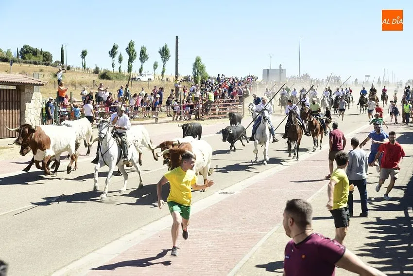Foto 11 - Los encierros de Fuenteguinaldo est&aacute;n de vuelta con una masiva asistencia de p&uacute;blico