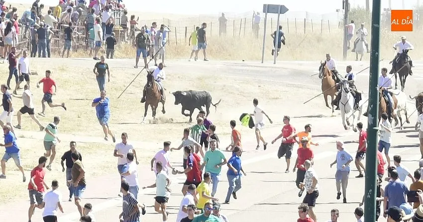 Foto 2 - Agrupado encierro de Los Bayones salvo por un toro rezagado que brind&oacute; entretenimiento extra