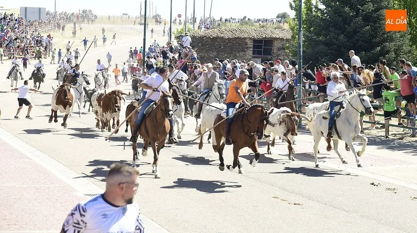 Foto 7 - Agrupado encierro de Los Bayones salvo por un toro rezagado que brind&oacute; entretenimiento extra