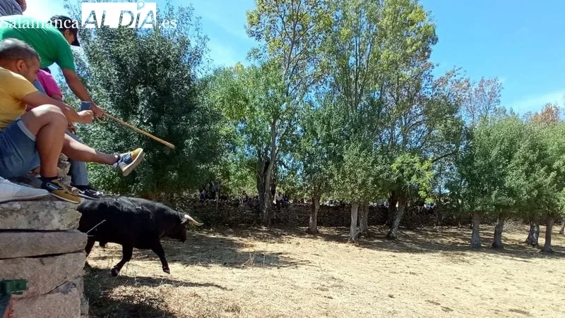 El desenjaule de los novillos ha sido seguido por muchos espectadores