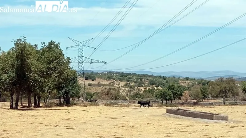 El desenjaule de los novillos ha sido seguido por muchos espectadores