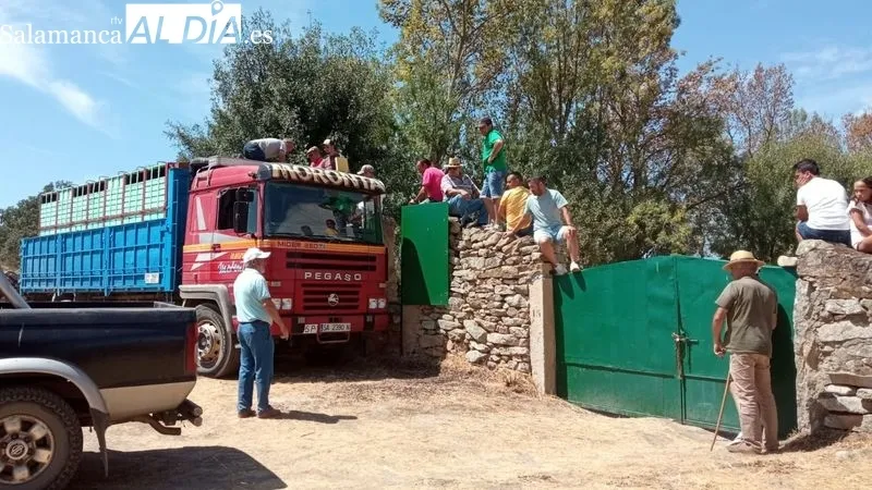 El desenjaule de los novillos ha sido seguido por muchos espectadores