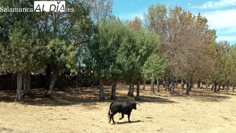 El desenjaule de los novillos ha sido seguido por muchos espectadores