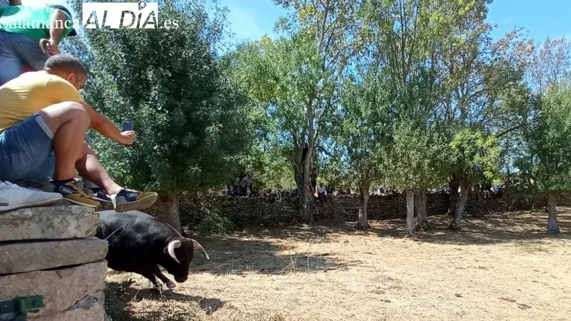 El desenjaule de los novillos ha sido seguido por muchos espectadores