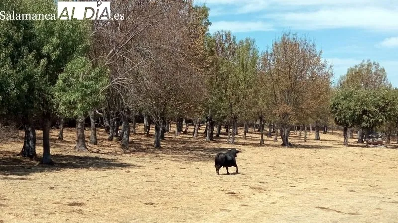 El desenjaule de los novillos ha sido seguido por muchos espectadores
