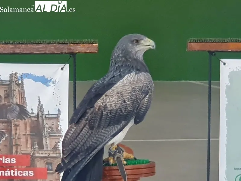 Actos festivos de la jornada dominical en Doñinos de Salamanca