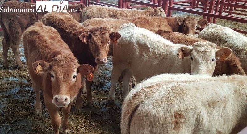 Este lunes no hubo asistencia al mercado de ganado por estar preprarándose el recinto para la Feria Salamaq / ARCHIVO  