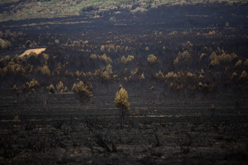  Vista general de la zona de Cabañas de Aliste tras el incendio. Foto: Emilio Fraile - Europa Press 
