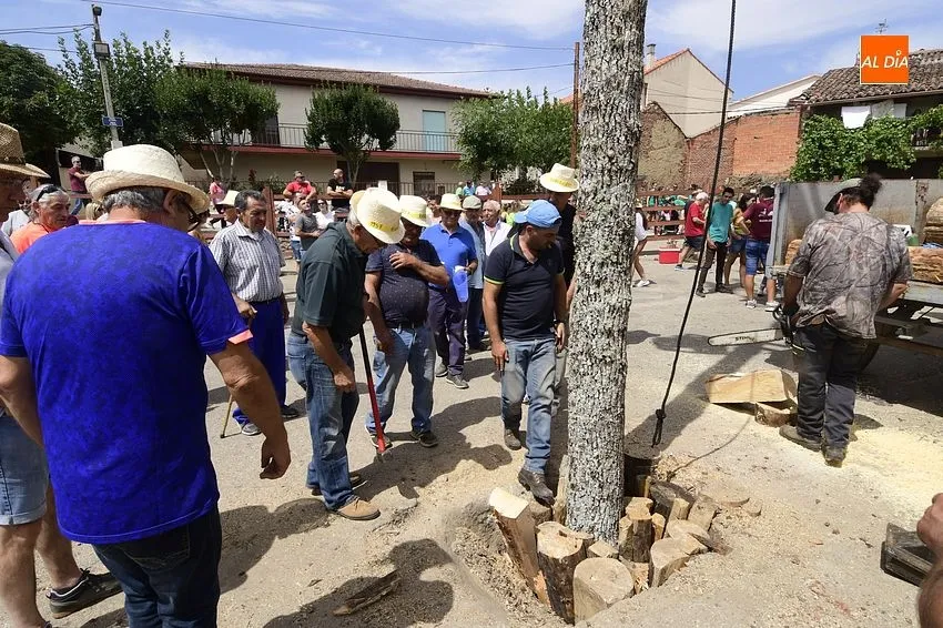 robleda izado roble