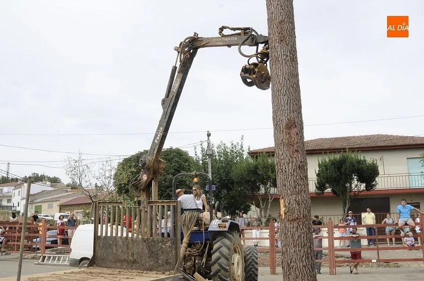 robleda izado roble