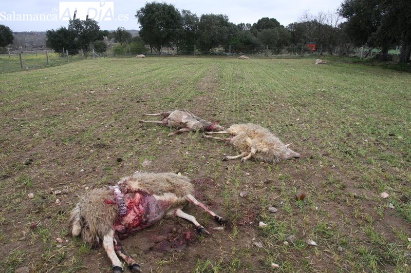 El lobo regresa a Monleras y deja una carnicería tras acabar con la vida de 25 animales en dos rebaños