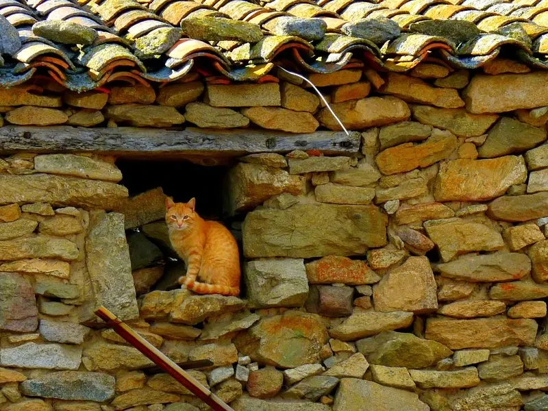 Fotografía ‘EL gato del visillo’, de Teresa Fuentes. 
