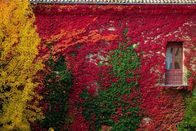 SEGUNDO PREMIO ADULTOS: Los colores del otoño