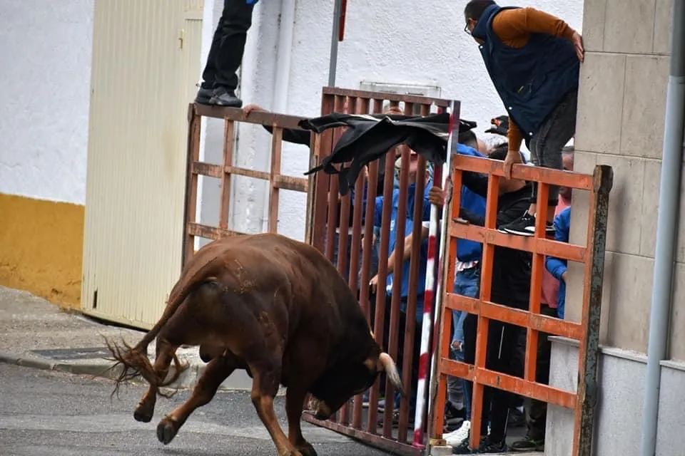 Villoria celebraba este jueves su primer encierro urbano de las fiestas
