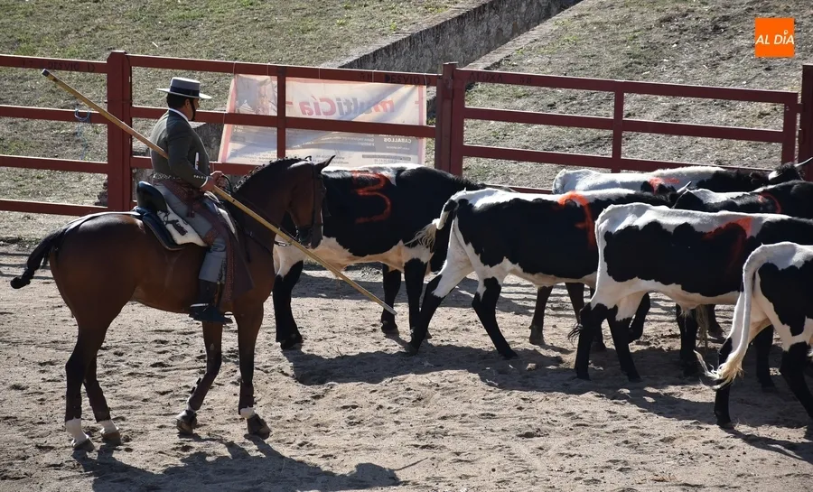 Foto 8 - Espa&ntilde;a gana la prueba m&aacute;s esperada de la Feria del Caballo