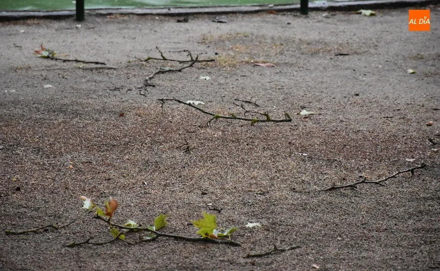 Foto 6 - Danielle obliga a cerrar los parques tras hacer ceder ramas de todos los tama&ntilde;os