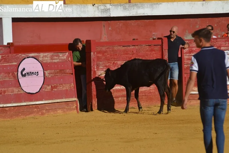 Foto 10 - Carreras, carcajadas y quiebros para una ambientada tarde de vaquillas en Macotera