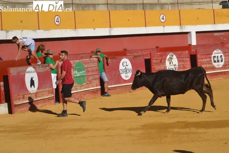 Foto 7 - Carreras, carcajadas y quiebros para una ambientada tarde de vaquillas en Macotera