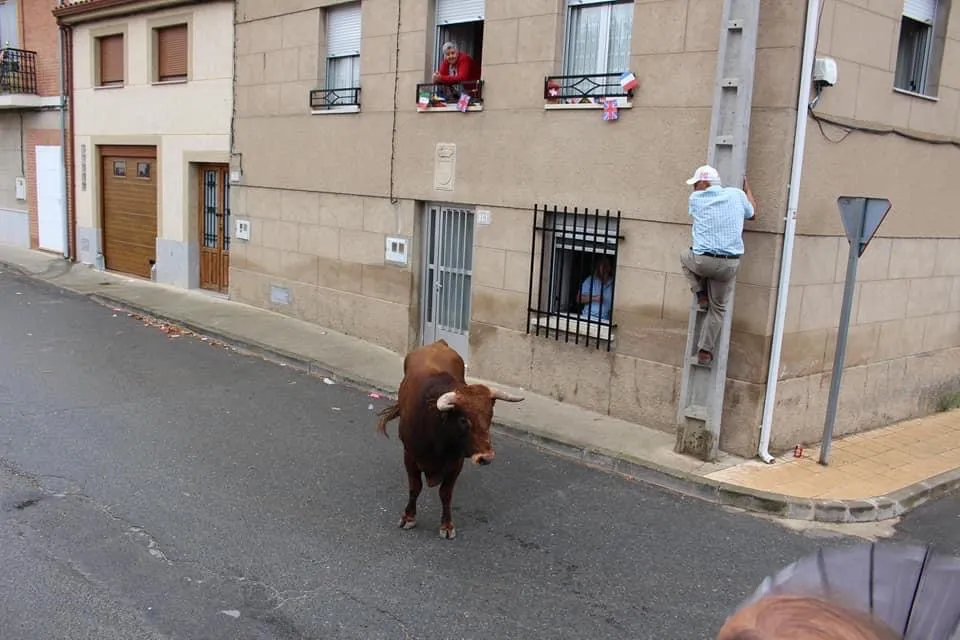Villoria celebraba este jueves su primer encierro urbano de las fiestas
