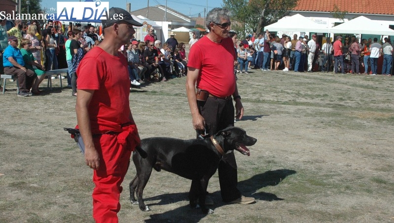 La Asociación Canina Albadekan realizará distintas demostraciones con perros  