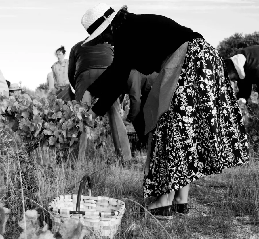 Foto 10 - Saelices estrena con &eacute;xito su Fiesta de la Vendimia