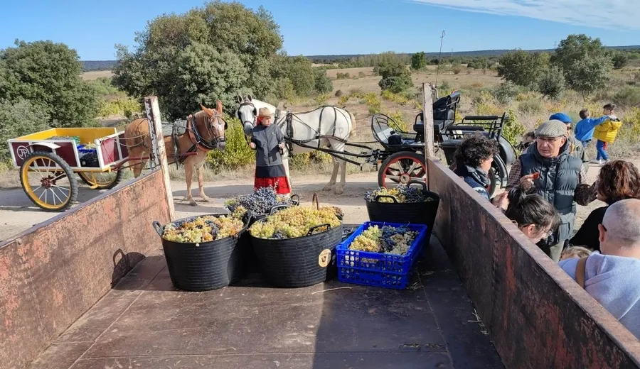 Foto 4 - Saelices estrena con &eacute;xito su Fiesta de la Vendimia