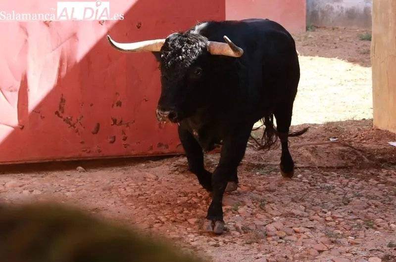 Sorteo y apartado de toros de este sábado. Fotos: Miguel Hernández
