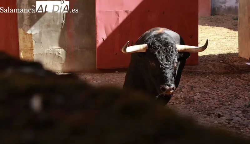 Sorteo y apartado de toros de este sábado. Fotos: Miguel Hernández