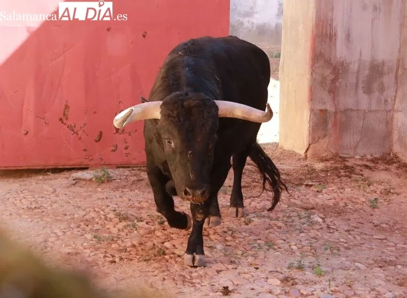 Sorteo de los toros para el festejo de este domingo en La Glorieta