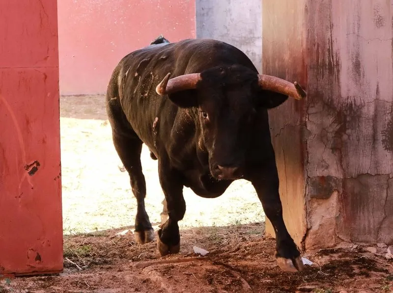 Foto 11 - Sorteo y apartado de los toros para la quinta de abono de la Feria de Salamanca