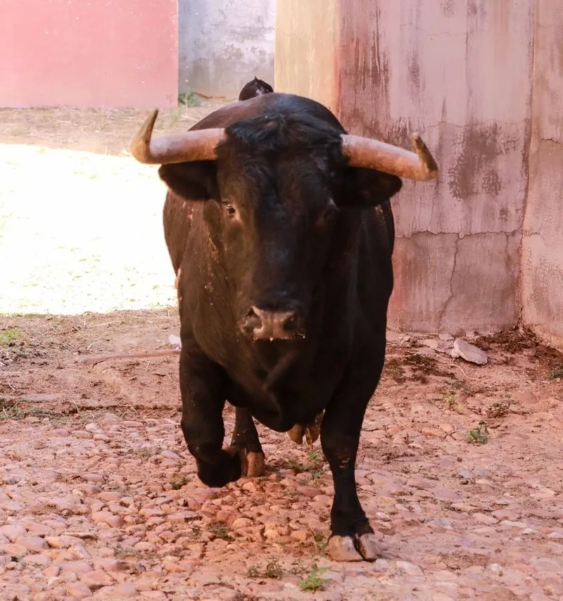 Foto 10 - Sorteo y apartado de los toros para la quinta de abono de la Feria de Salamanca