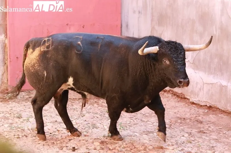 Sorteo y apartado de toros de este sábado. Fotos: Miguel Hernández