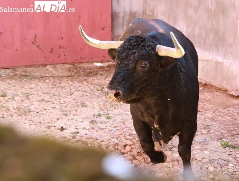 Sorteo y apartado de toros de este sábado. Fotos: Miguel Hernández