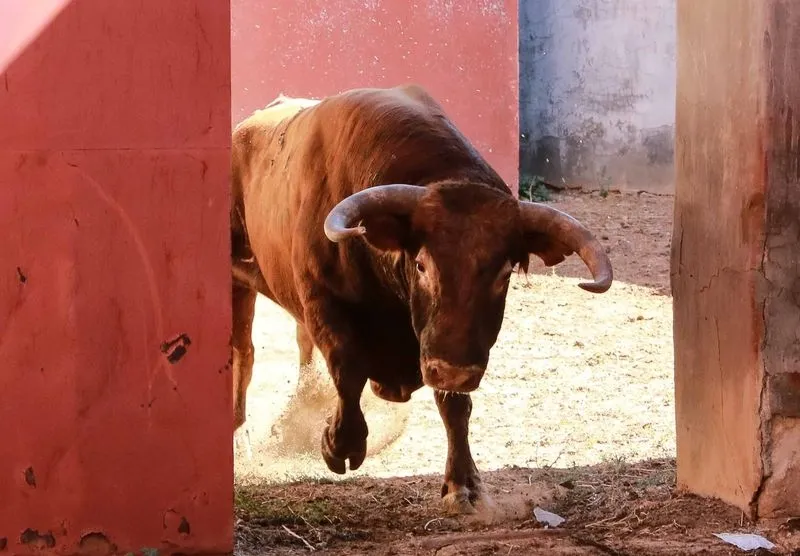 Foto 9 - Sorteo y apartado de los toros para la quinta de abono de la Feria de Salamanca