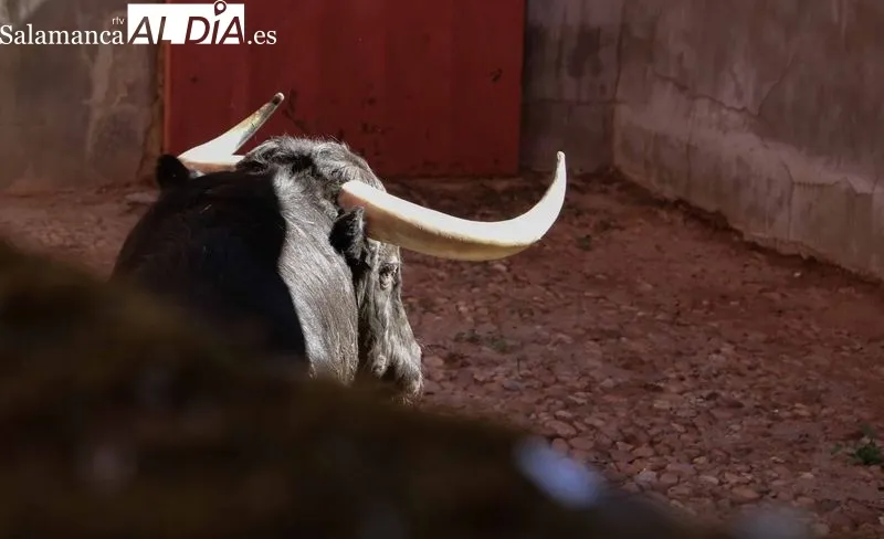 Sorteo de los toros para el festejo de este domingo en La Glorieta
