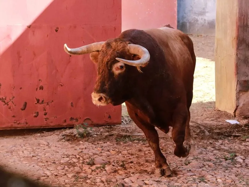 Foto 8 - Sorteo y apartado de los toros para la quinta de abono de la Feria de Salamanca
