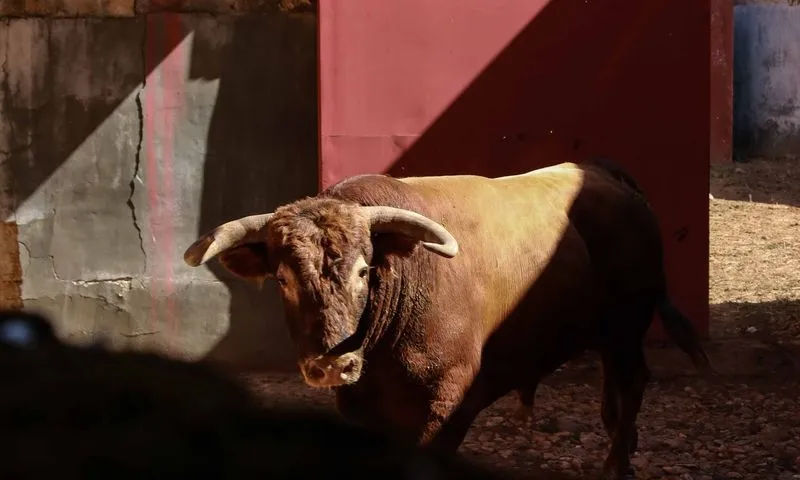 Foto 7 - Sorteo y apartado de los toros para la quinta de abono de la Feria de Salamanca