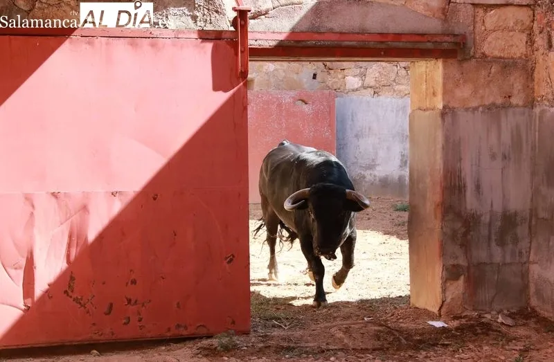 Sorteo y apartado de toros de este sábado. Fotos: Miguel Hernández