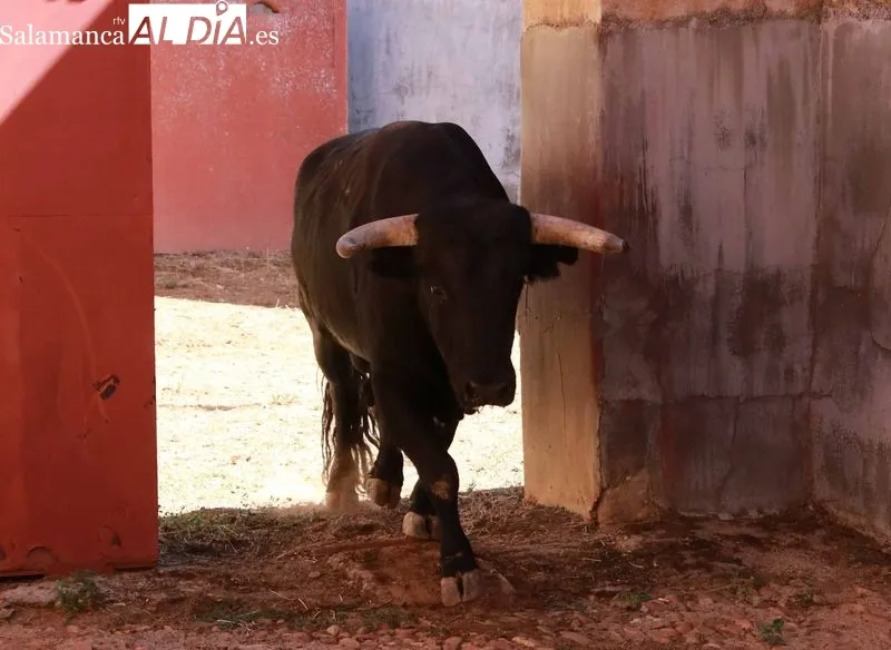 Sorteo de los toros para el festejo de este domingo en La Glorieta
