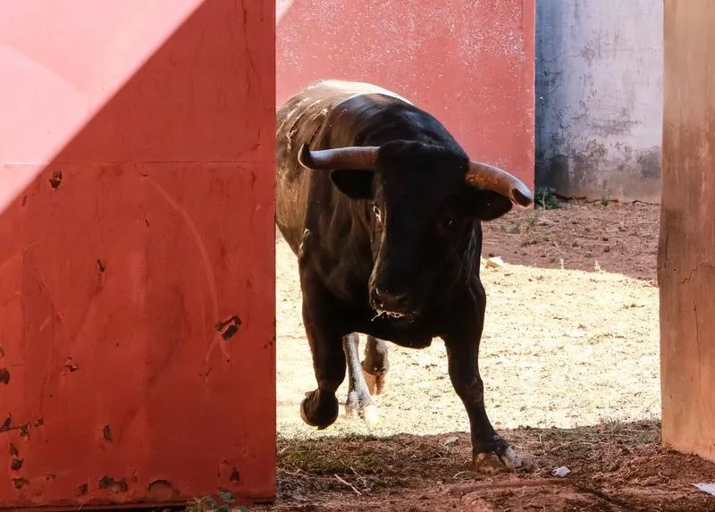 Foto 6 - Sorteo y apartado de los toros para la quinta de abono de la Feria de Salamanca