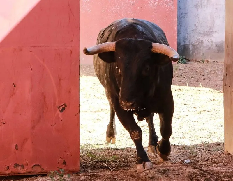 Foto 5 - Sorteo y apartado de los toros para la quinta de abono de la Feria de Salamanca
