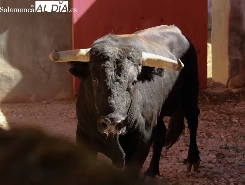 Sorteo de los toros para el festejo de este domingo en La Glorieta