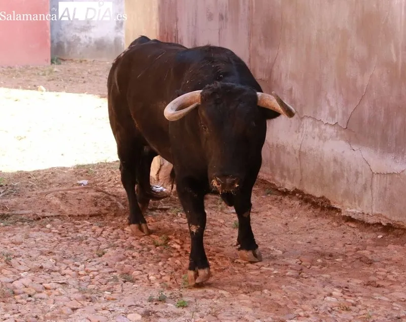 Sorteo y apartado de toros de este sábado. Fotos: Miguel Hernández