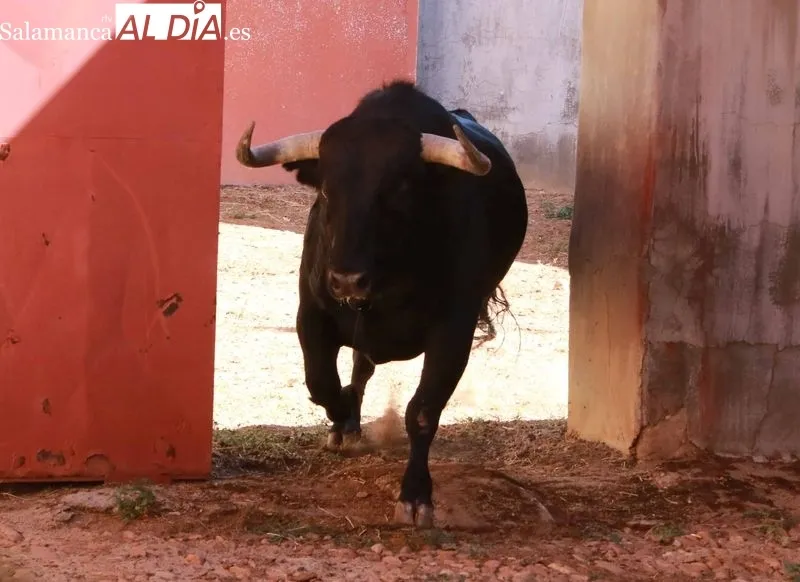 Sorteo de los toros para el festejo de este domingo en La Glorieta