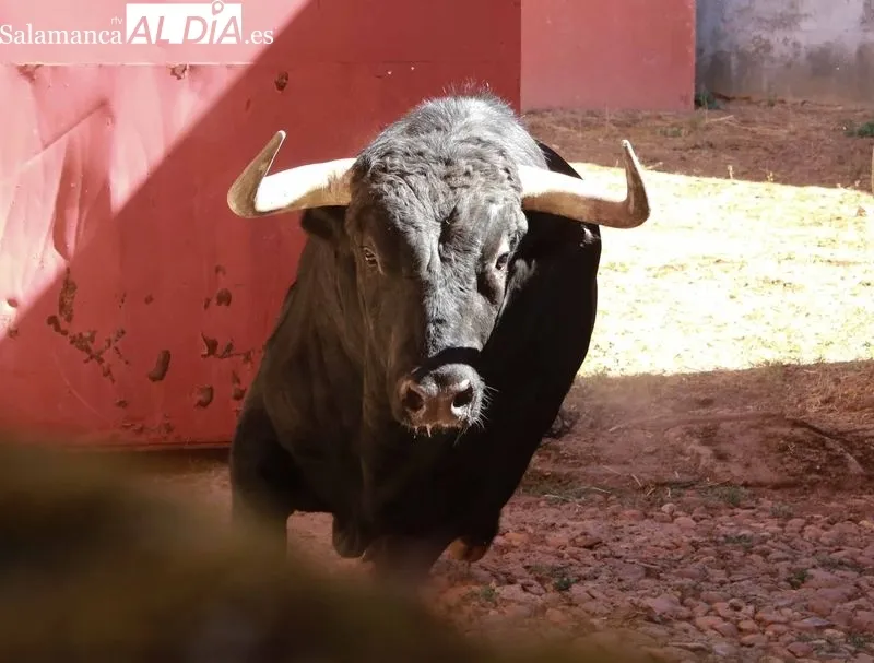 Sorteo de los toros para el festejo de este domingo en La Glorieta